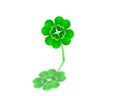 Four leaf Clover