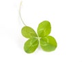 Four leaf clover Royalty Free Stock Photo