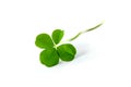 Four Leaf Clover