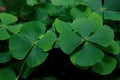 four leaf clover Royalty Free Stock Photo