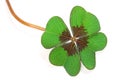 Four leaf clover