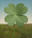 Four leaf clover Royalty Free Stock Photo