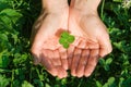 Four leaf clover Royalty Free Stock Photo