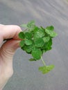 Four leaf clover bouquet bundle held in hand