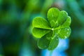 Four Leaf Clover Close Up Royalty Free Stock Photo