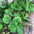 Four leaf clover in the clover patch Royalty Free Stock Photo