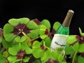 Four leaf clover, cloverleafs with miniature bottle of champagne on black background with copy space