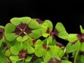 Four leaf clover, cloverleafs with miniature bottle of champagne on black background with copy space