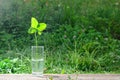 Four-leaf clover in a Cup on a wooden surface against the background of a green meadow Royalty Free Stock Photo