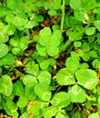 Four leaf clover definitely making itself noticable