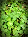 Four leaf clover definitely making itself noticable Royalty Free Stock Photo