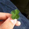Four-leaf clover Royalty Free Stock Photo