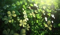 Four Leaf Clover Field, Shamrocks, Lucky Day, Good Luck Charm, Spring and Summer, St. Patrick\'s Day, Background Wallpaper Royalty Free Stock Photo