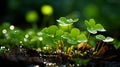 four leaf clover in the grass with water droplets on it Royalty Free Stock Photo