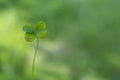 Four Leaf Clover on Green Background Royalty Free Stock Photo