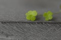 Four-leaf clover covers stone with stripes, close up