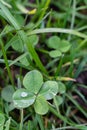 A four-leaf clover on the green meadow
