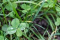 A four-leaf clover on the green meadow