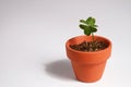 Four-leaf clover growing in a clay pot Royalty Free Stock Photo