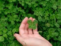 Four-leaf clover in hand Royalty Free Stock Photo