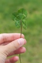 Four-leaf clover in hand vertical on a green
