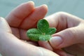 Four leaf clover in the hands of women