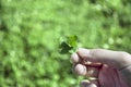 A Four Leaf Clover Held by a Young Girls Hand