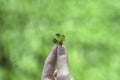 A Four Leaf Clover Held by a Young Girls Hand