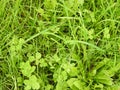 The four-leaf clover hidden in this herb fields, find them!