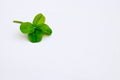 Four leaf clover isolated on white background with copy space. Nature summer luck fortune concept. St Patrics Day.