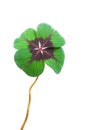 Four-leaf clover isolated in a white background Royalty Free Stock Photo