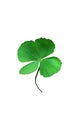 Four Leaf Clover Isolated On White Background Royalty Free Stock Photo