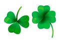 Four leaf clover isolated on white background, vector illustration for St. Patrick`s day.