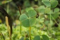 Four Leaf Clover Known Also as European Waterclover Marsilea Quadrifolia