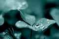 Four-leaf clover leaves with dew drops. Transparent water drop on leaf. Royalty Free Stock Photo