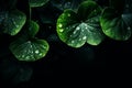 four leaf clover leaves with water droplets on them Royalty Free Stock Photo