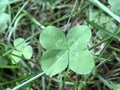 Four leaf clover