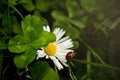 four-leaf-clover lucky charm with white daisy blossom and ladybug in dreamy scenery on natural meadow Royalty Free Stock Photo