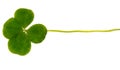Four-leaf Clover. A Plant With 4 Leaves. A Symbol Of Luck, Happi