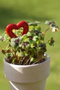 Four leaf clover and a red heart Royalty Free Stock Photo