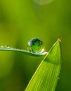 Four-Leaf Clover Reflected in a Dew Drop Royalty Free Stock Photo