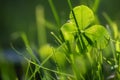 Four leaf clover or shamrock growing in the green grass, morning