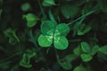 Four-leaf clover on shamrock meadow, overhead view, dark green grass background, lucky charm Royalty Free Stock Photo