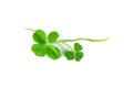 Four Leaf Clover and three Leaf Clover