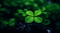 four leaf clover with water droplets on it Royalty Free Stock Photo