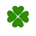 Four-leaf clover on a white background