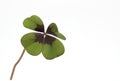 four leaf clover white background lucky charm Royalty Free Stock Photo