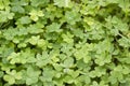 Very high detailed photo of four-leaf clovers