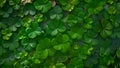 Four leaf clovers background, Realistic natural leaves natural background, little green trefoil, symbol of st