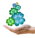 Four leaf clovers Royalty Free Stock Photo